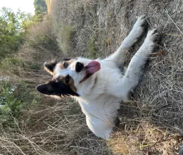 Sika
